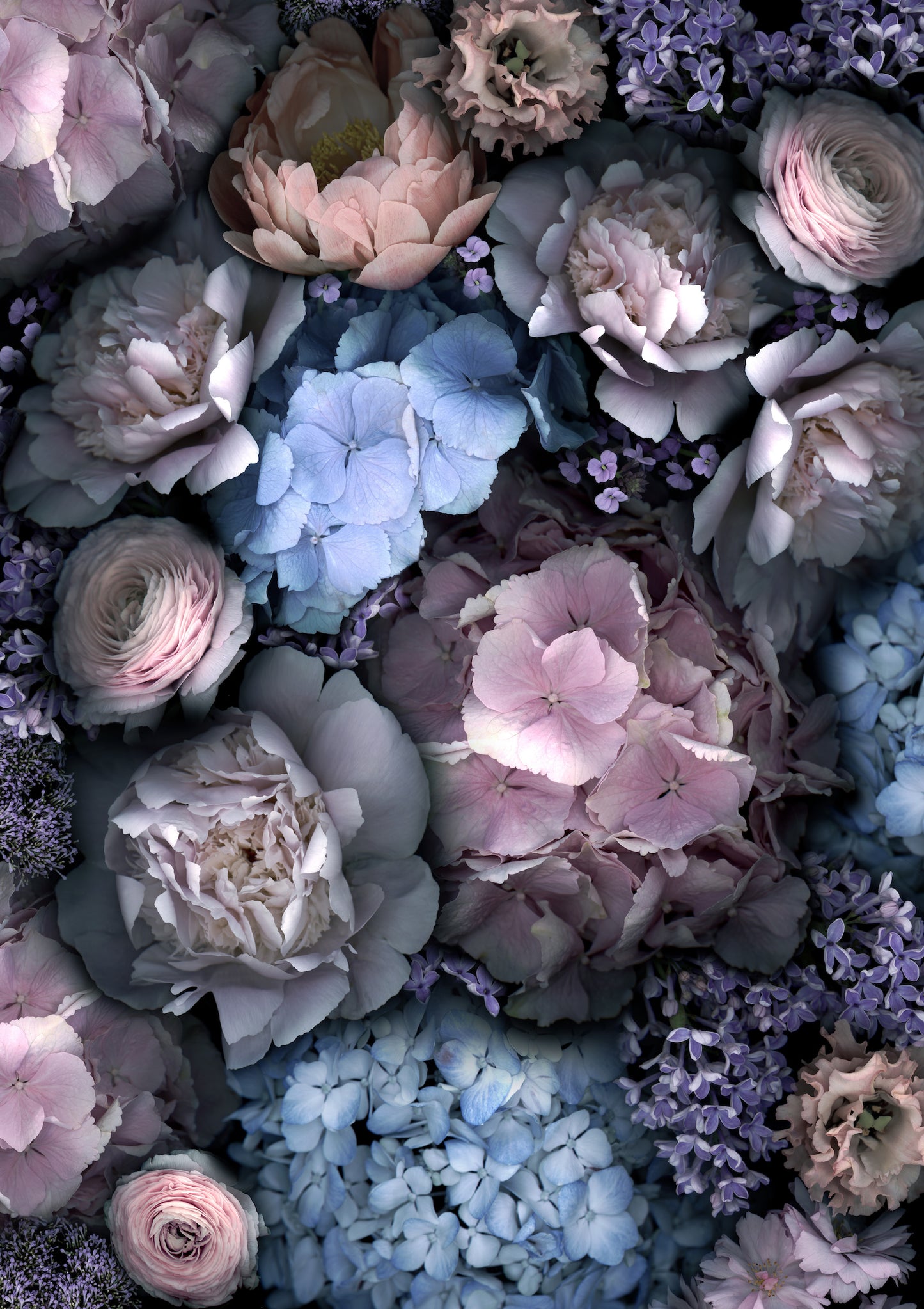 Dreamy Hydrangea