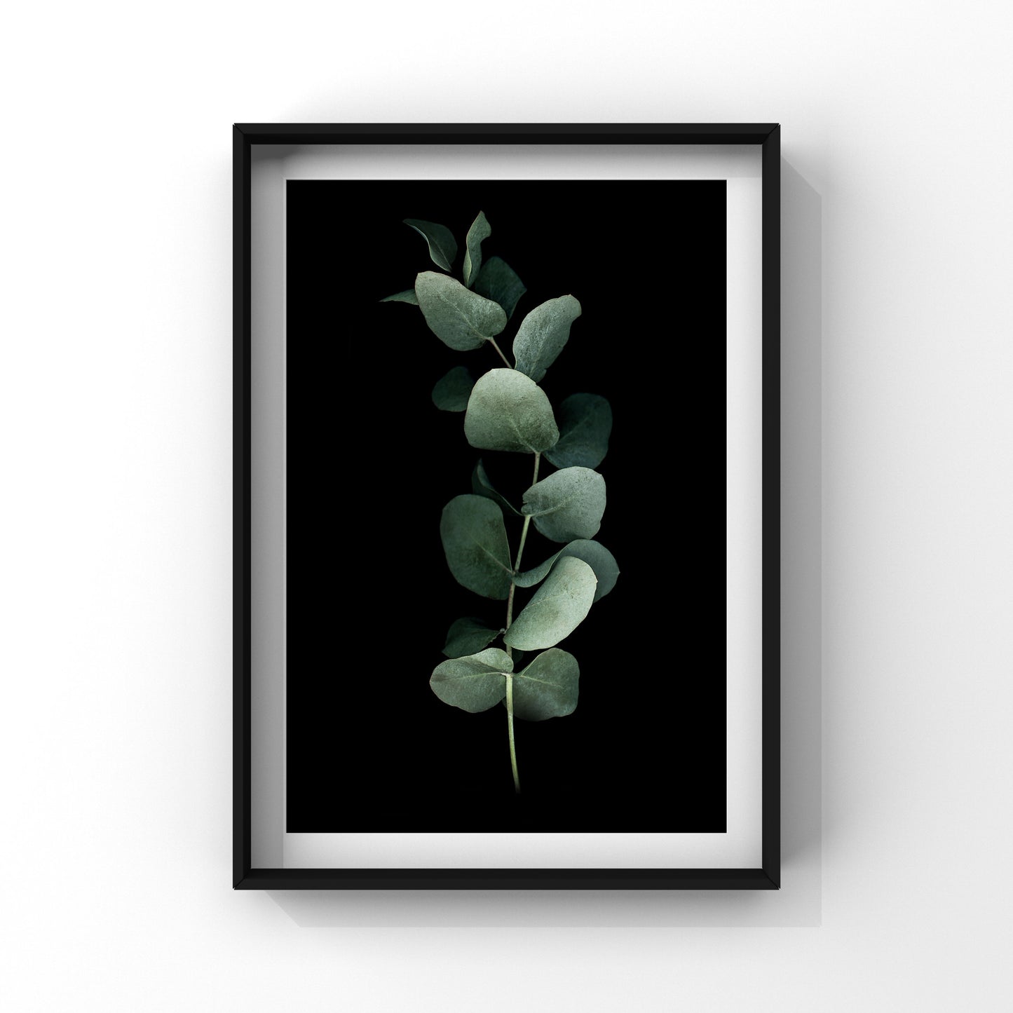 Eucalyptus SERIES 2