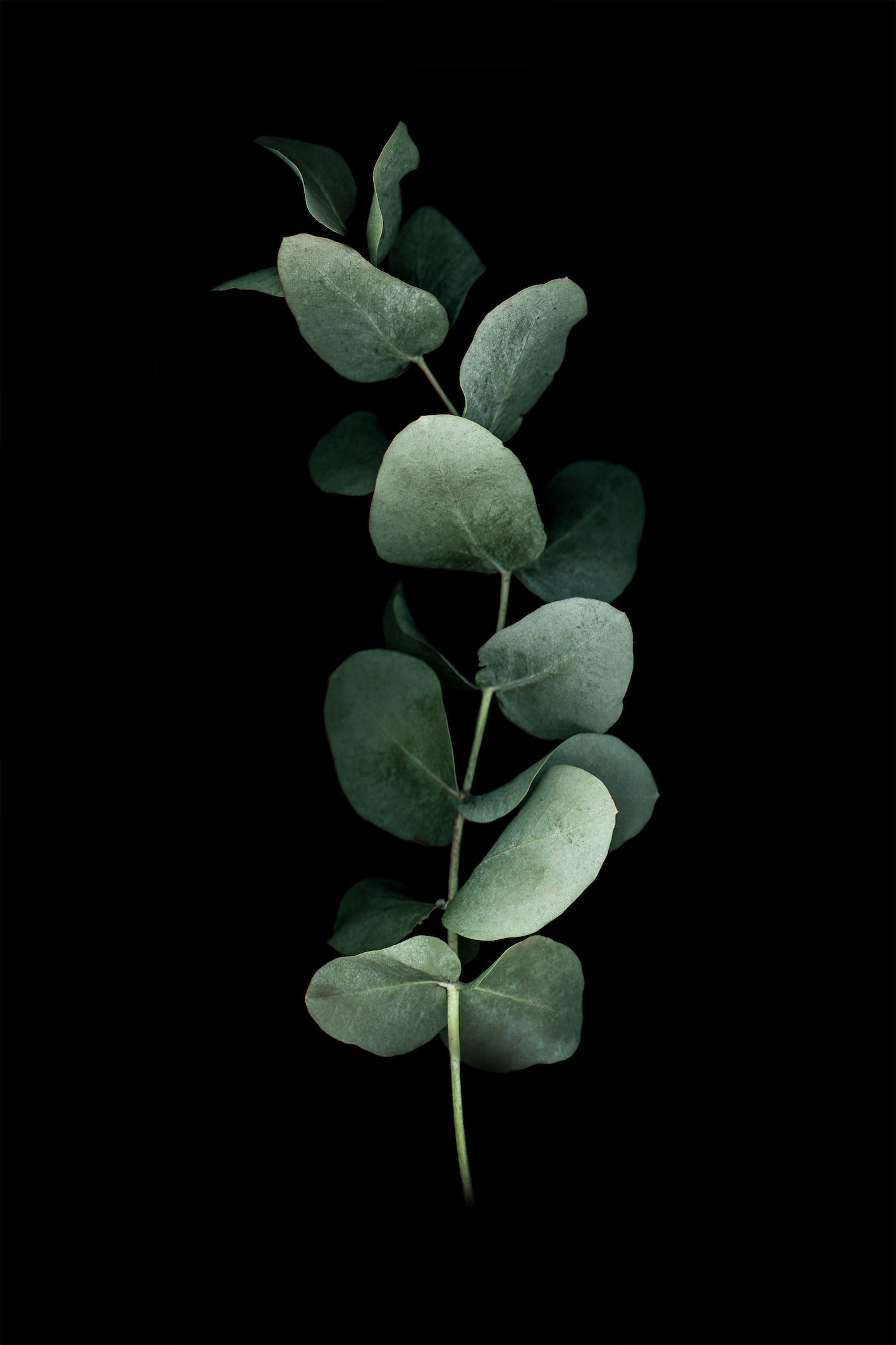 Eucalyptus SERIES 2