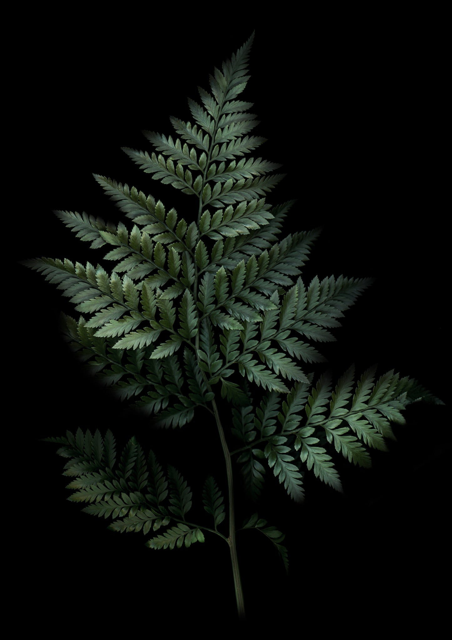 Fern